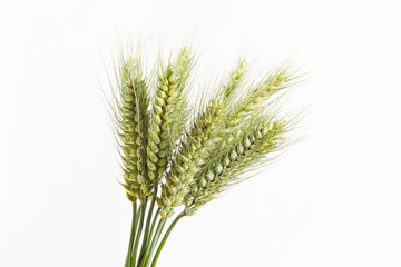 young green ear of wheats isolated on white background