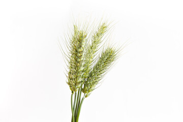 young green ear of wheats isolated on white background