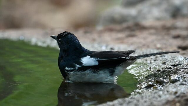 Close up shot of a little Oriental Magpie Robin, Copsychus Saularis, bathing in a freshwater spring before going to roost for the night in Thailand, Southeast Asia.