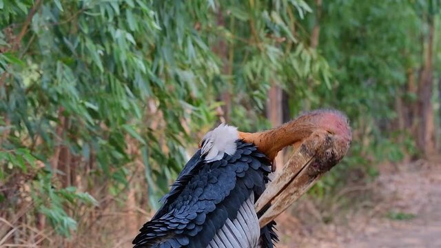 Half body close up shot of the scavenger Greater Adjutant slowly plucking its feathers of the ventral wing area in a remote forest in Buriram, Isan, Thailand,