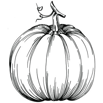 Pumpkin hand drawn vintage illustration of pumpkin for halloween. Engraving autumn. Harvest for cooking.