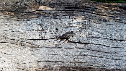 Rotten wood plank with cracked lines