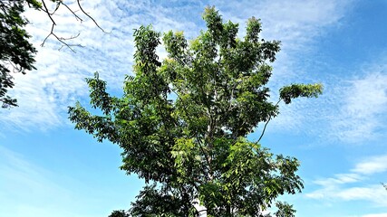 Trees with blue sky in background in local garden