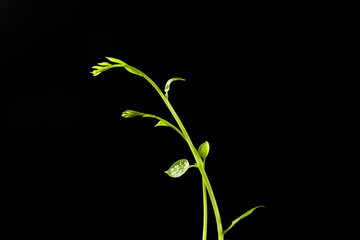 green leaf vines plant isolated on black background