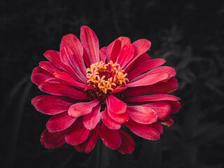 red dahlia on black © Ashish