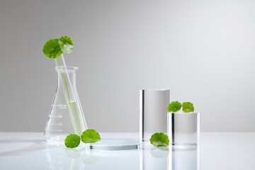 White Background Centella asiatica for  Biological experiment presentation Centella asiatica leaves...