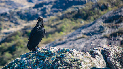 Black-headed Jote or American Black Vulture perched on a stone