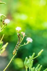 ホソバセイタカモクメの幼虫