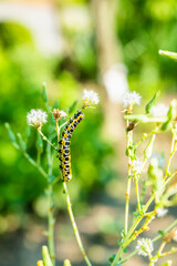 ホソバセイタカモクメの幼虫