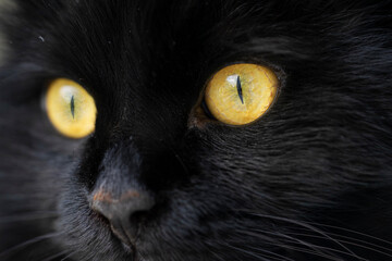 Close-up face of a black cat with yellow eyes with narrow pupils.