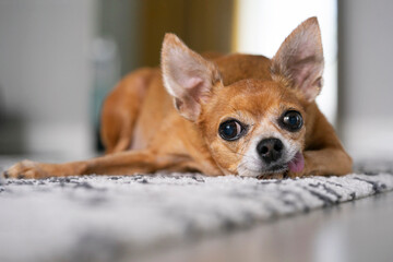 Close-up of a domestic toy terrier resting on its paw at home.