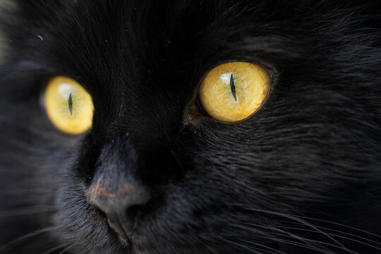 Close-up face of a black cat with yellow eyes with narrow pupils.