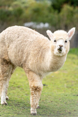 Obraz premium alpaca or llama on a farm eating