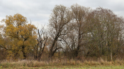 Beautiful autumn landscape in the suburbs. Russia. 11