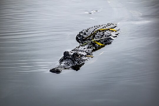 sneaky alligator in the wetlands