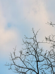 Fototapeta na wymiar tree branches against blue sky