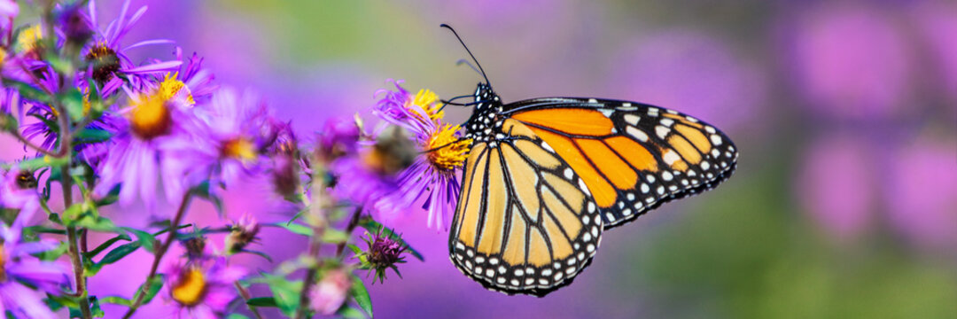 Fototapeta Monarch butterfly on purple aster flower in summer floral background. Female monarch butterflies in autumn blooming asters landscape panoramic banner.