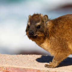 Hyrax or dassie at the Point Mossel Bay