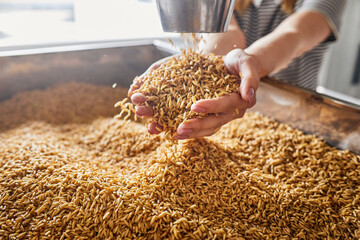 Hands with abundance of golden wheat grains