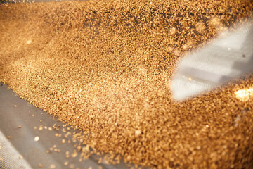 Golden wheat grains sorting and drying in the machine