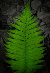 POTRAITE GREEN LEAF