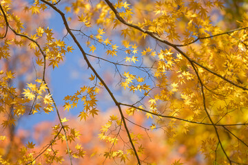 autumn on during mist and sunrise , Japan