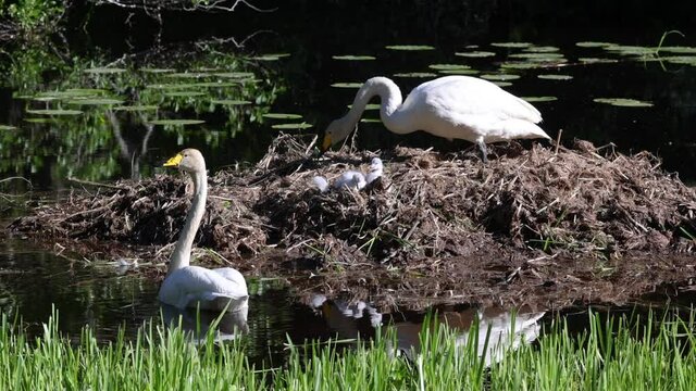 Swan nest with adults and chicks, sunny, spring day, in Scandinavia - Cygnus 