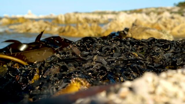 Sand fleas jumping around on washed-out kelp on beach, low-angle static shot