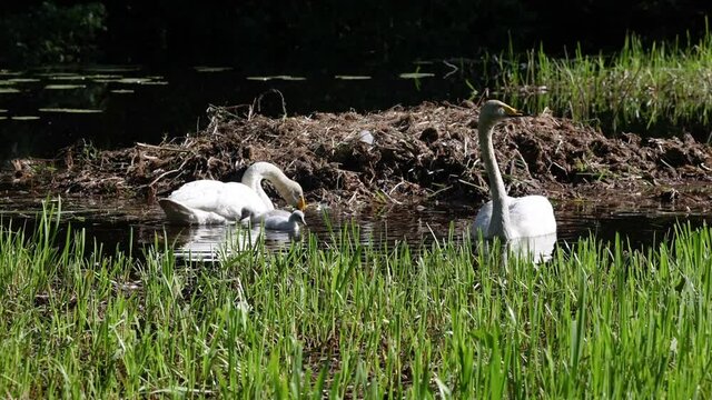 Swan family swimming in a pond, sunny, spring day, in Scandinavia - Cygnus 