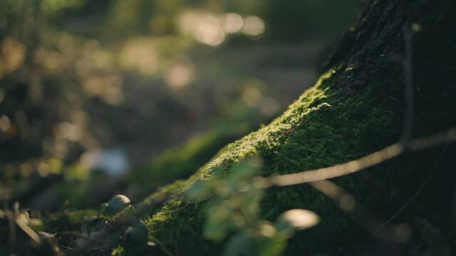 Close up of fresh, green moss on a tree, in dark, sunlit forest - tracking view