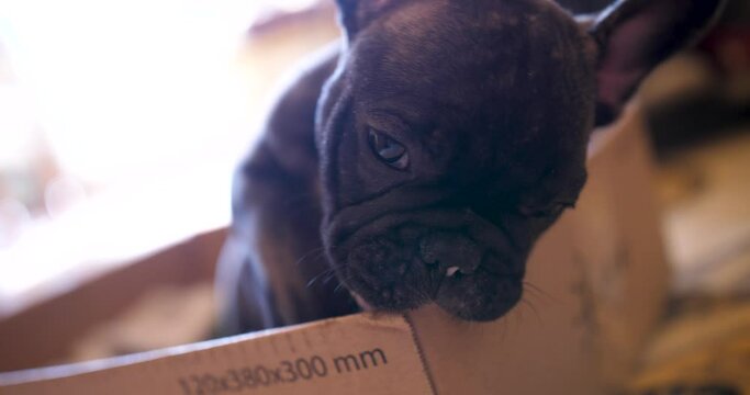 Overload adorable cuteness of a french bulldog puppy biting