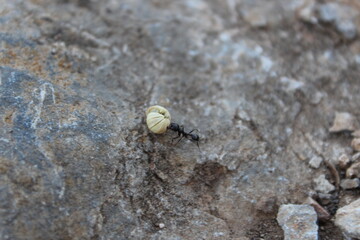 ant on the nature