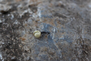 ant on the ground