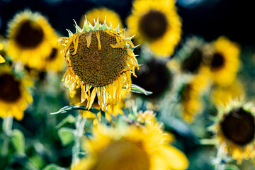Sunflowers in full bloom in summer