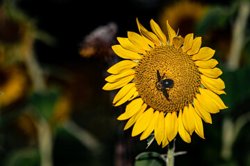 Sunflowers in full bloom in summer