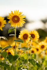 Sunflowers in full bloom in summer