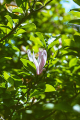 Pink and white magnolia flower among the green leaves. Natural background. Spring garden.