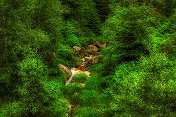 Obraz premium moss on the rocks