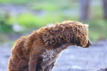 stray dog on the street, chipping, sterilization animal shelter, portrait of mongrel dog