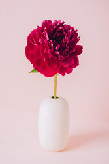 Red peony flower in a vase on a pastel pink background, copy space