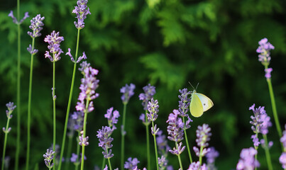Beautiful yellow Gonepteryx rhamni or common brimstone butterfly on a purple lavender flower in a sunny garden.
