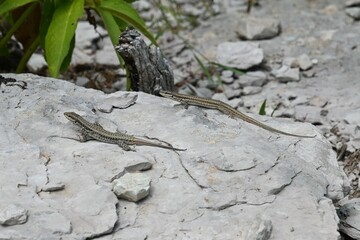 Zwei Mauereidechsen sonnen sich auf grauem Stein Podarcis muralis