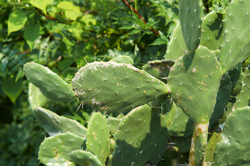 nopal