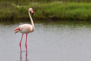 Pink flamingo (Phoenicopterus roseus) in its natural environment. Ebro River Delta, Spain