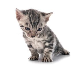 bengal kitten in studio