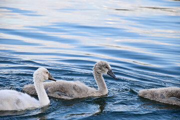 Junge Schwan (Cygnus) Baby Nachwuchs schwimmen über eine See in Reihe im Wasser