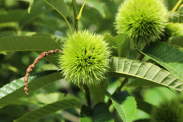 Green chestnut open to chestnut trees.