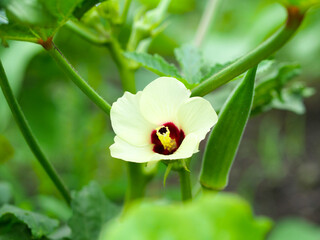 オクラの花と実