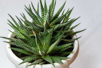 Succulent houseplant Haworthia in a pot	 on white background