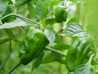 ピーマンの栽培